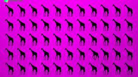 Test Visual: ¿Serás capaz de encontrar a la jirafa diferente?