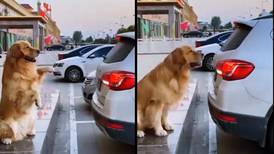 VIDEO: Perrito se hace viral por ayudar a su dueño a estacionarse correctamente