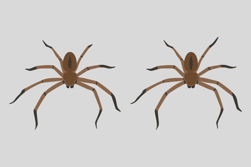 En este test visual hay dos arañas que parecen iguales, pero tienen cinco diferencias.