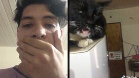 VIDEO: Tunden a TikToker que al parecer drogó a su gato con brownies de marihuana