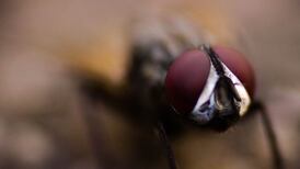 Acertijo Visual: Identifica las 4 moscas escondidas en la imagen