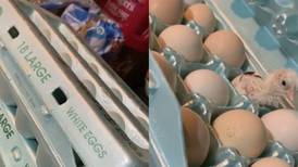 VIDEO: Mujer compra caja de huevos y descubre un pollito recién nacido