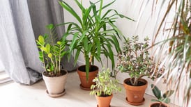 Feng Shui: Conoce las plantas ideales para cada habitación del hogar