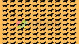 Test Visual: ¡Encuentra los 3 corgis entre todos los perros salchicha!
