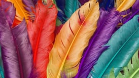 ¿Qué significa la aparición de las plumas y qué mensaje tiene según su color?