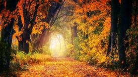 ¡Empieza el otoño! ¿Qué significado esotérico tiene esta estación del año?