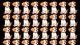 Test Visual: Solo los más rápidos ven al perro diferente en 5 segundos