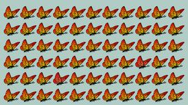 Test Visual: ¿Serás capaz de encontrar las dos mariposas con alas completamente naranjas?