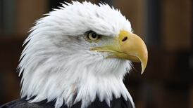 Test de Personalidad: ¿Cocodrilos o águila? Descubre qué ocultas ante los demás