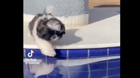 "Te amo mucho perrito torpe": perro se hace viral al caer en una piscina ¡Dos veces!