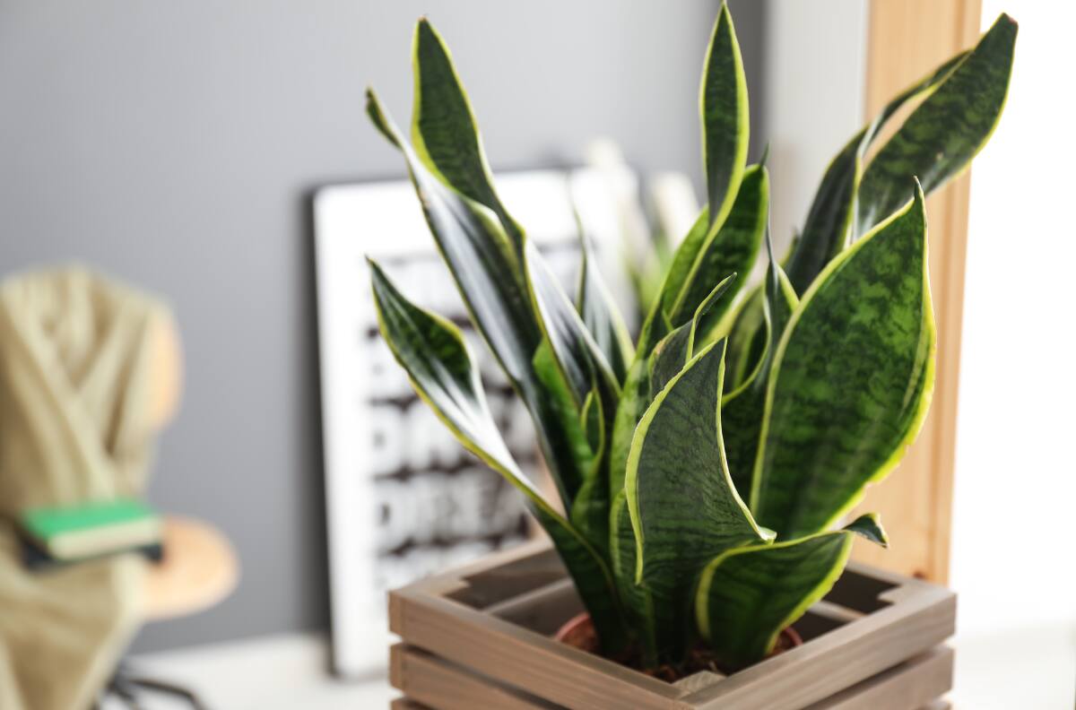 ¿Mucho estrés? Estas 4 plantas en tu hogar te ayudarán a reducirlo