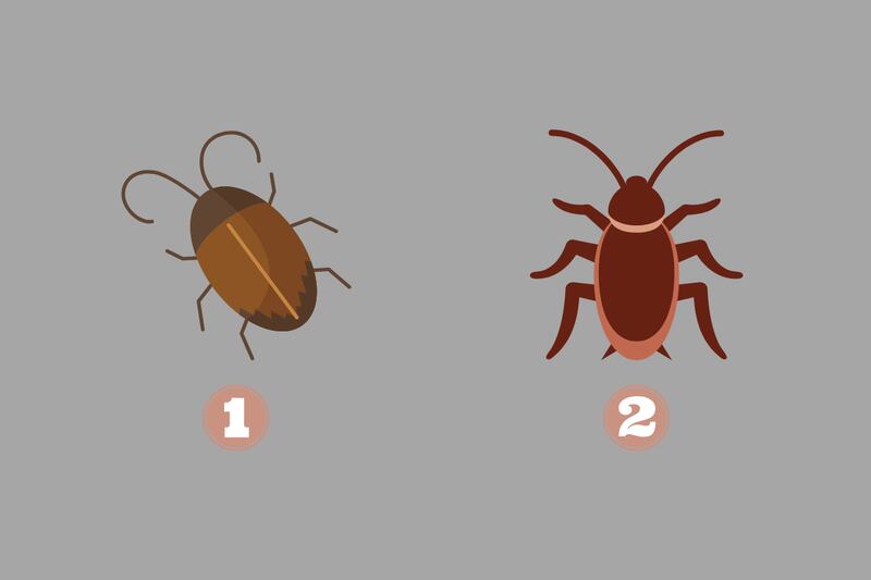 Hay dos alternativas en este test de personalidad: una cucaracha ladeada y con una forma más redondeada; y otra más alargada y de un color más fuerte.