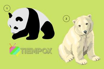 Test de Personalidad: ¿Panda o polar? Elige un oso y sabrás aspectos ocultos de tu personalidad