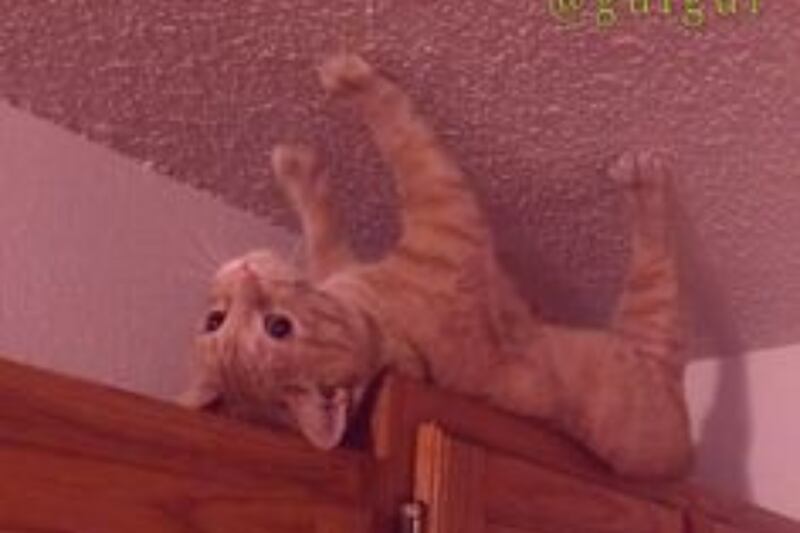 gato.
