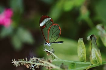Test de personalidad: ¿qué tan conectado estás con la naturaleza?