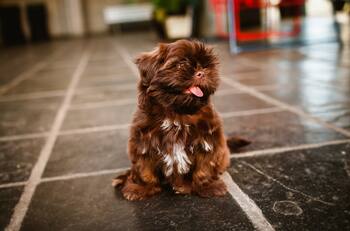 VIDEO: Perrito es cargado en las espaldas como un bebé