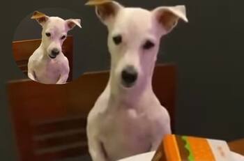 VIDEO: Perrito se enoja con su dueño por ofrecerle una mini hamburguesa