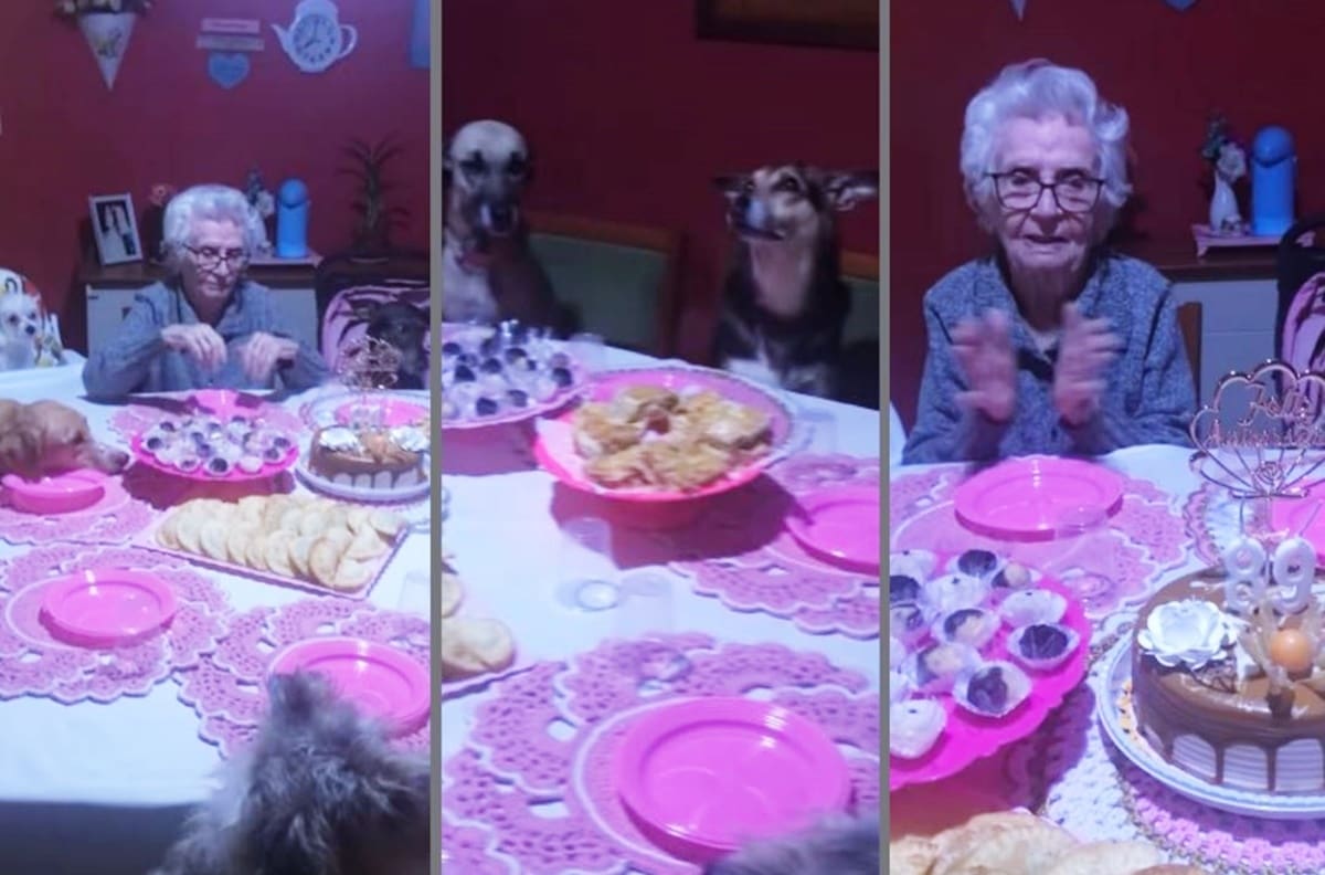 VIDEO: Abuelita celebra su cumpleaños con sus 10 perritos como invitados y se hace viral