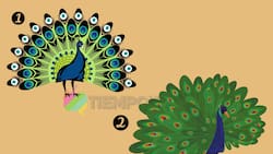 Test de Personalidad: Elige un pavo real y sabrás el tipo de vida que llevas