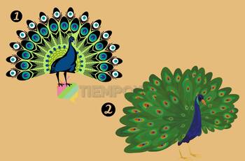Test de Personalidad: Elige un pavo real y sabrás el tipo de vida que llevas