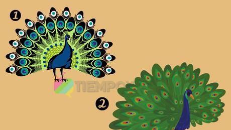 Test de Personalidad: Elige un pavo real y sabrás el tipo de vida que llevas