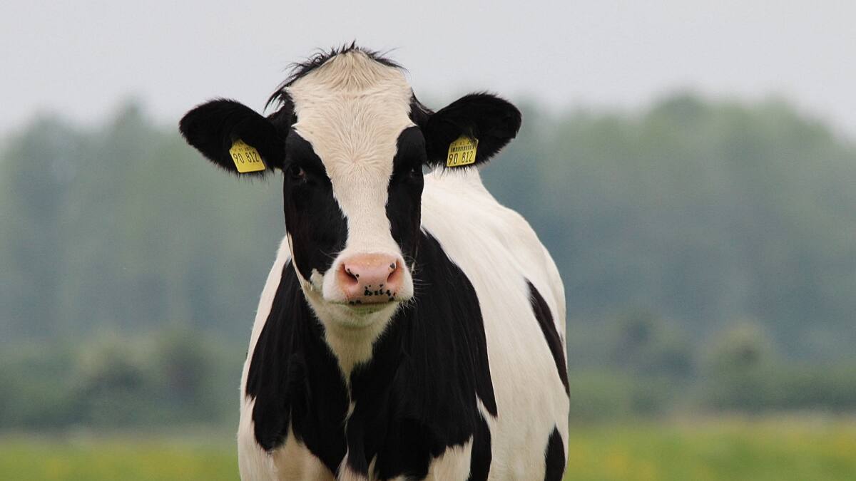 Test Visual: ¿Dónde están los 3 perros escondidos entre las vacas?
