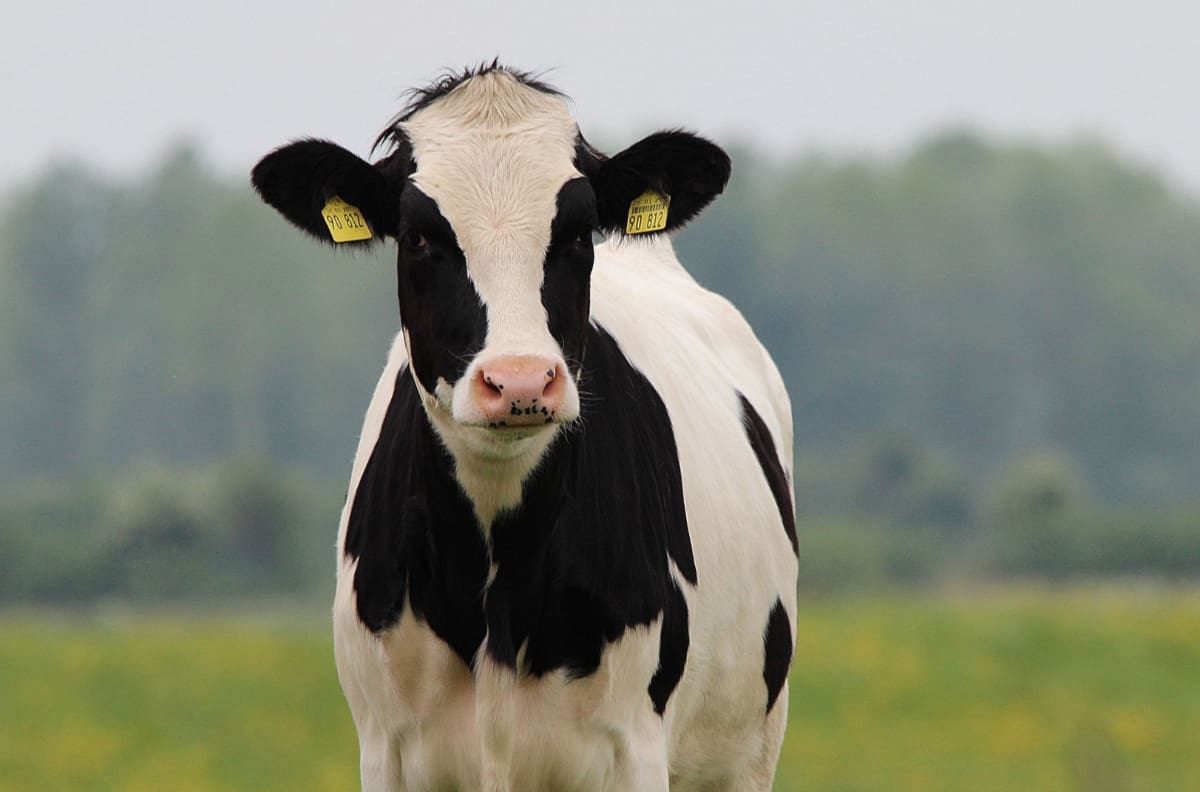 Test Visual: ¿Dónde están los 3 perros escondidos entre las vacas?