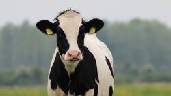 Test Visual: ¿Dónde están los 3 perros escondidos entre las vacas?