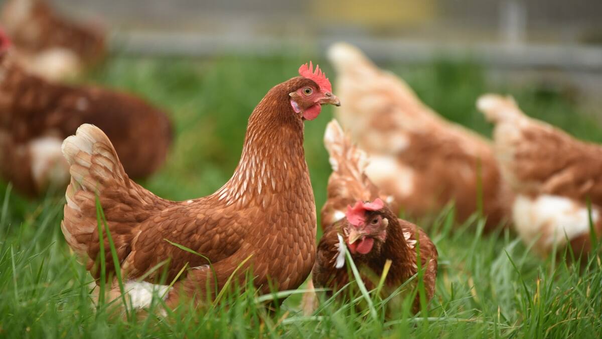 Test visual: ¿Podrás encontrar la gallina oculta?