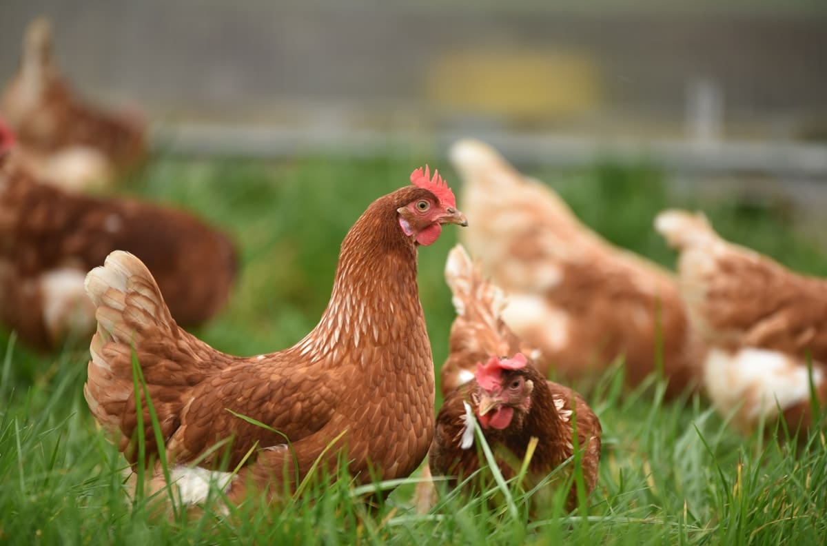 Test visual: ¿Podrás encontrar la gallina oculta?
