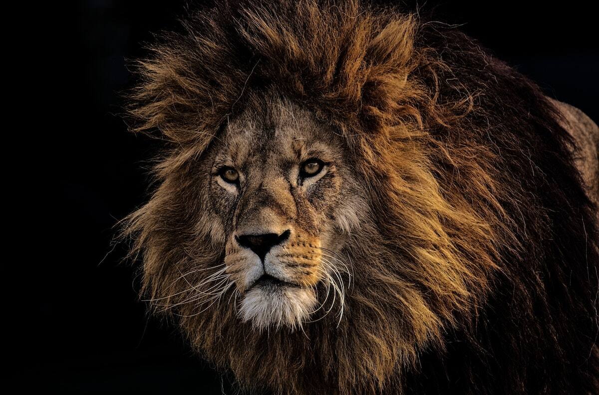 Interpretación de sueños: ¿Qué significa soñar con leones?
