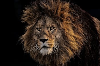 Interpretación de sueños: ¿Qué significa soñar con leones?