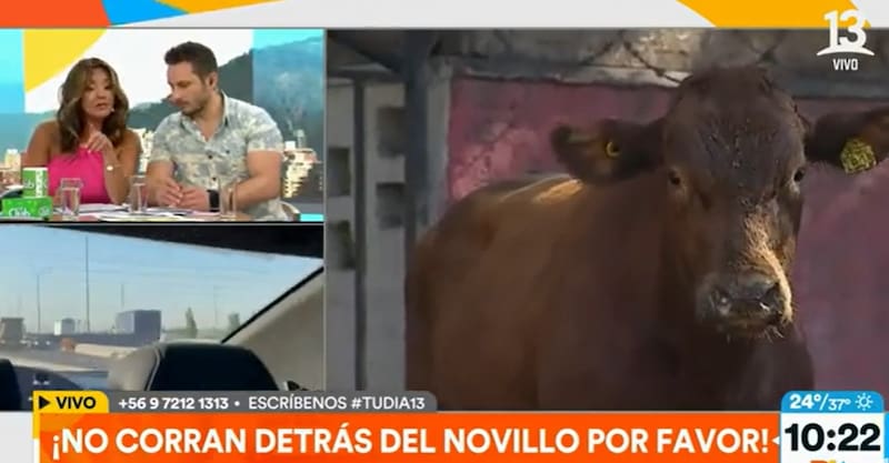 Priscilla Vargas se lanzó contra Gino Costa. Créditos: Pantallazo Canal 13