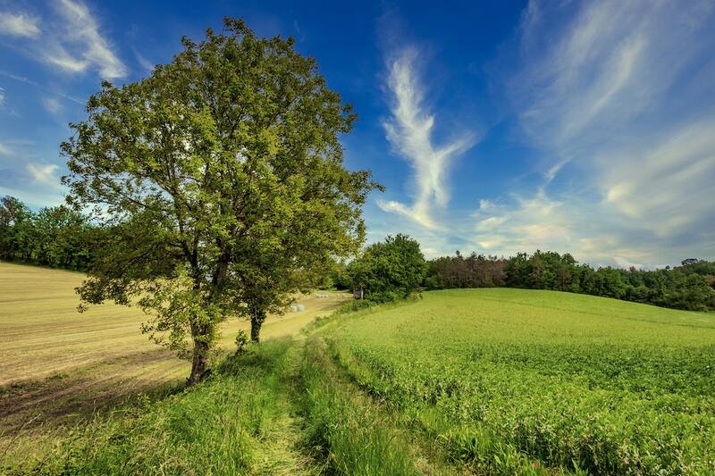 Si dibujas un árbol, te diremos qué dice la Grafología de tu forma de ser.