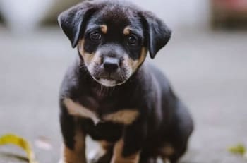 VIDEO: Perrito recién nacido se refugia en una alcancía pensando que es su mamá