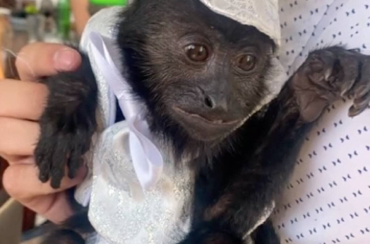 VIDEO: Chango tiene su fiesta de bautizo con temática de "Jorge El Curioso" y se vuelve viral