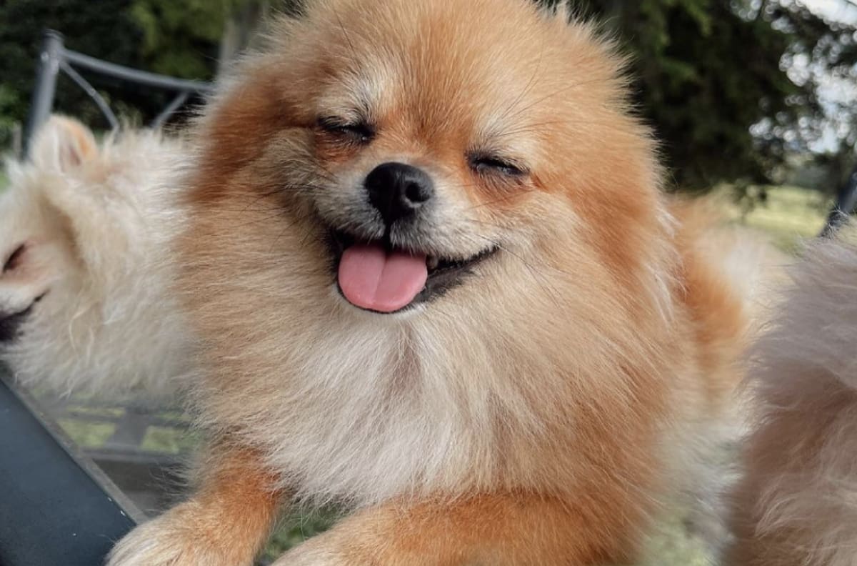 ¿Fue Greeicy o fueron los perros?: Descubre quién le escondió la media a Mike Bahía