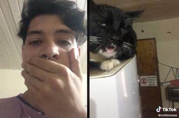 VIDEO: Tunden a TikToker que al parecer drogó a su gato con brownies de marihuana