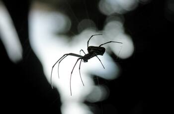 Descubre aquí qué significa soñar con arañas