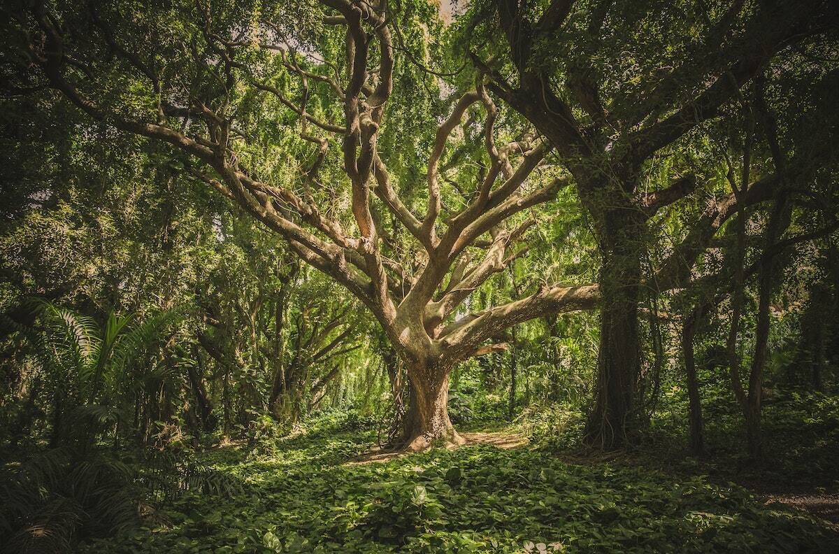 Signos de Tierra: ¿Cómo es la energía de Tauro, Virgo y Capricornio, y qué pasa si tengo mucho o poco de este elemento?