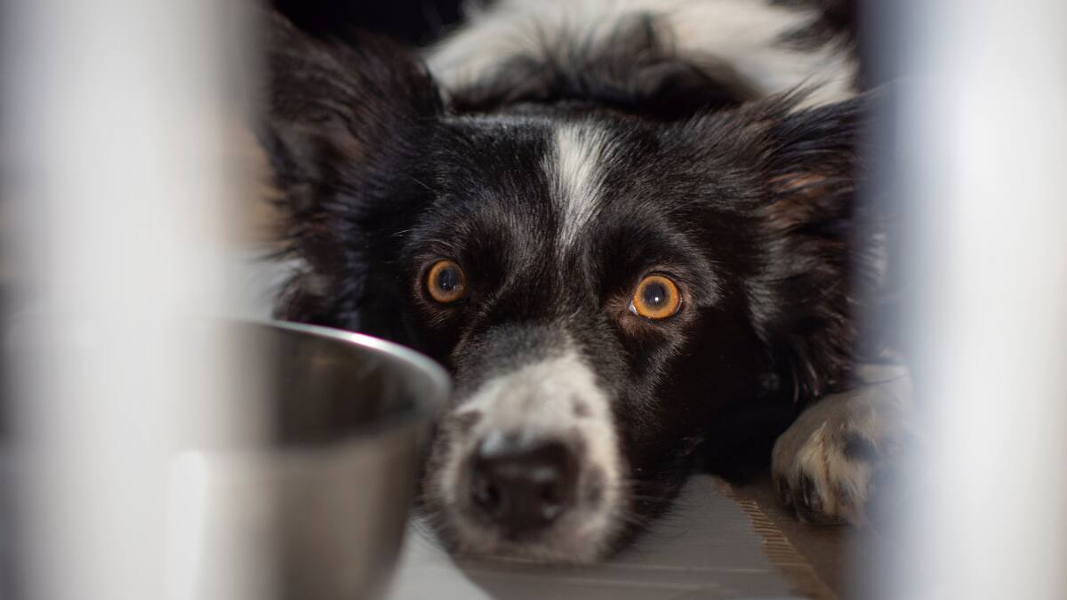 Estas son 4 señales de que tu perro está percibiendo un fantasma