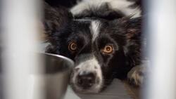 Estas son 4 señales de que tu perro está percibiendo un fantasma