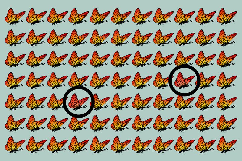 Se marcan en un circulo las mariposas naranjas.
