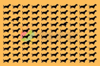 Test Visual: ¡Encuentra los 3 corgis entre todos los perros salchicha!