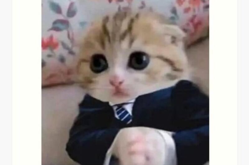 Gato.