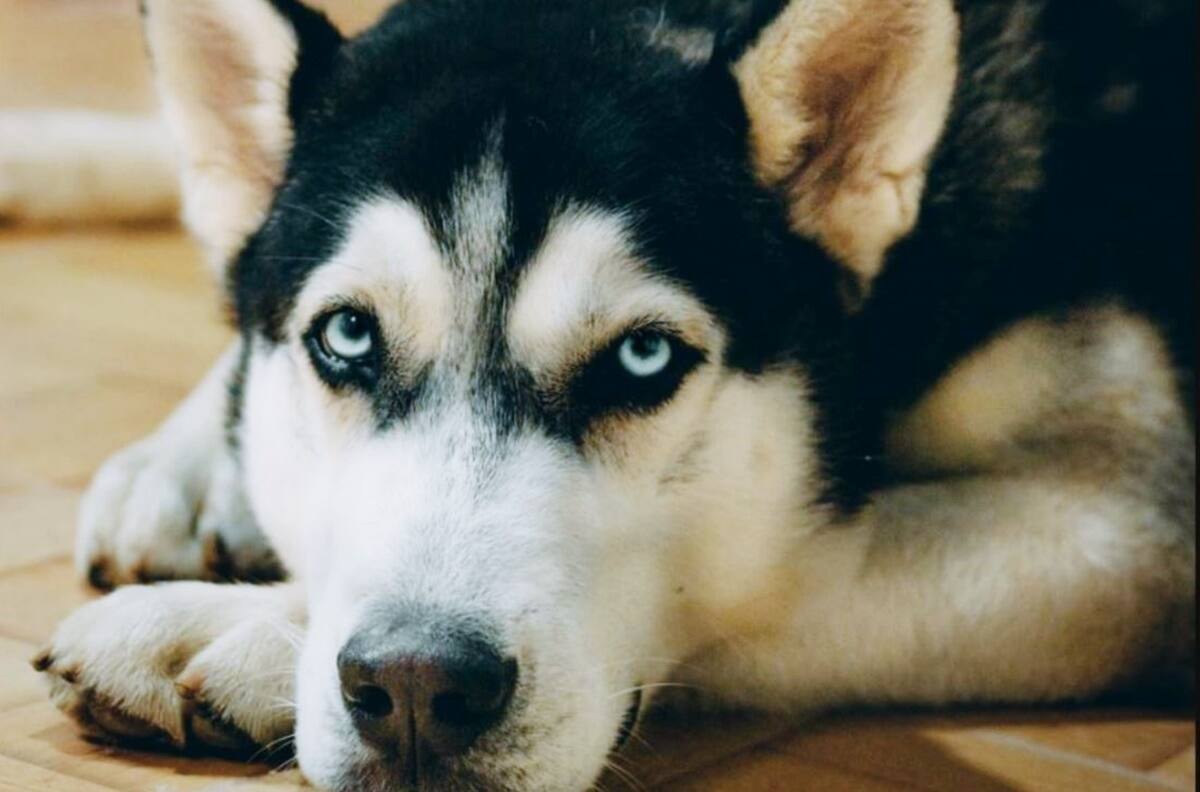 VIDEO: Perrito se hace viral por intentar robar un trozo de carne de un comercial de televisión