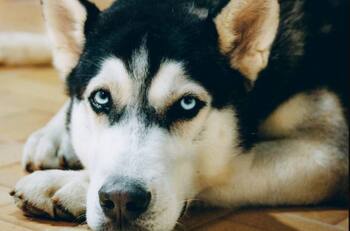 VIDEO: Perrito se hace viral por intentar robar un trozo de carne de un comercial de televisión