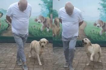 VIDEO: Perrito chambelán saca los pasos prohibidos y se vuelve viral