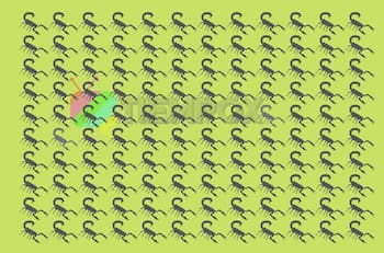 Test Visual: ¿Dónde están los escorpiones de diferente color?