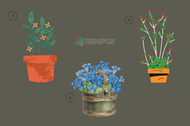 Test de personalidad Elige uno de los tres maceteros y descubre qué tipo de hermano eres. - Créditos: Tiempox.com